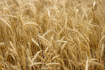 Image showing Wheat