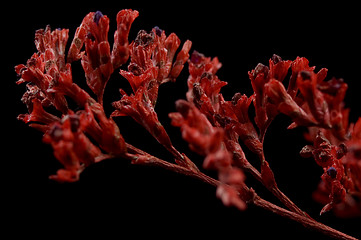 Image showing red bouquet