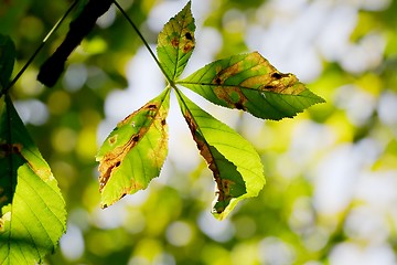 Image showing Leaves