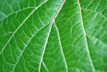 Image showing Leaf