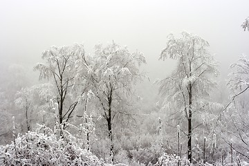 Image showing Winter