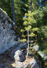 Image showing Small pine