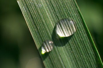 Image showing Grass