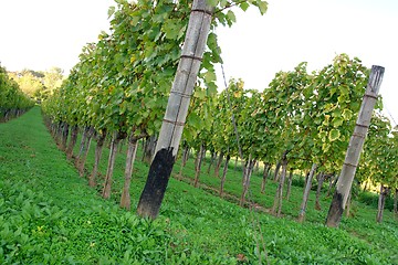 Image showing Grapes