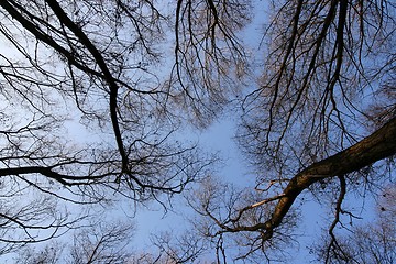 Image showing Treetops