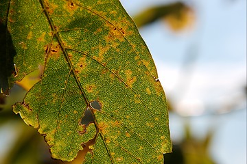 Image showing Autumn