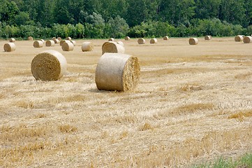 Image showing Agriculture