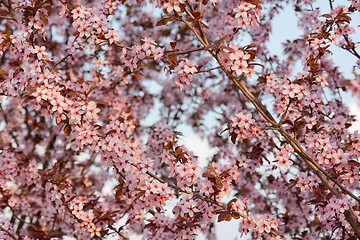 Image showing Flowers