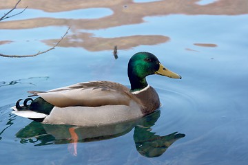 Image showing Duck