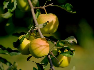 Image showing Apples