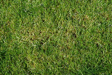 Image showing Grass