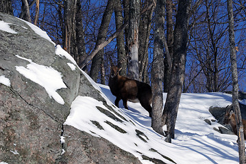 Image showing Alpine Ibex