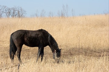 Image showing Horse