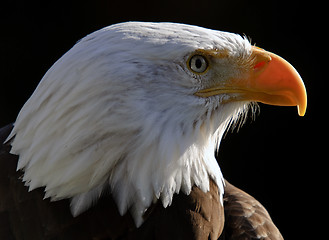 Image showing Bald Eagle