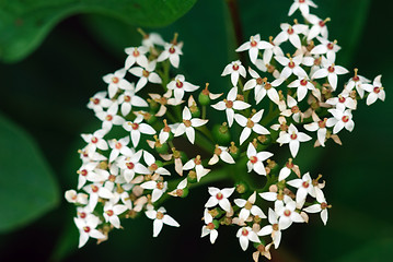 Image showing Wild plant