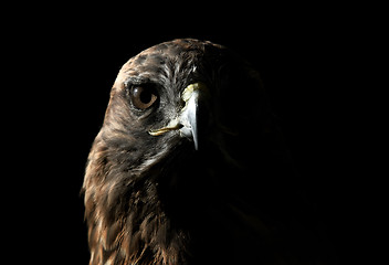 Image showing Red-tailed Hawk