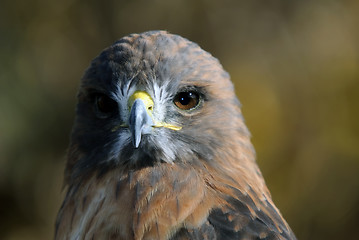 Image showing Red-tailed Hawk