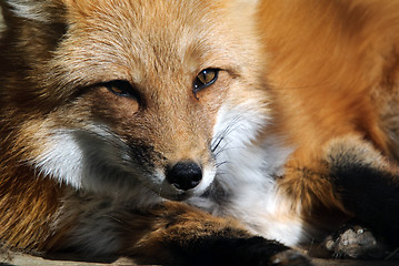 Image showing Red Fox Portrait