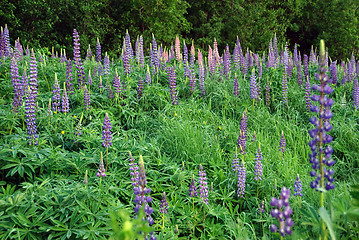 Image showing Wild Lupines