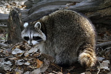 Image showing Raccoon