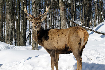 Image showing Elk