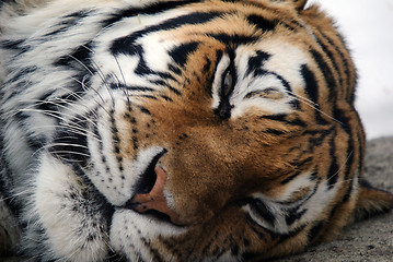 Image showing Tiger