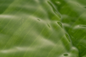 Image showing summer raindrop and green leaf