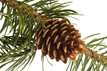 Image showing Isolated pine branch with cone
