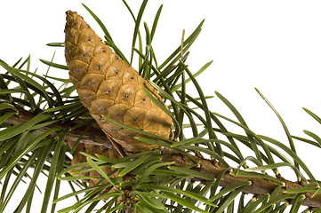 Image showing Isolated pine branch with cone