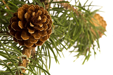 Image showing Isolated pine branch with cone