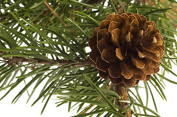 Image showing Isolated pine branch with cone