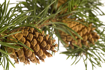 Image showing Isolated pine branch with cone