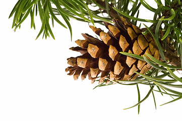 Image showing Isolated pine branch with cone