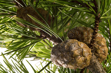 Image showing Isolated pine branch with cone