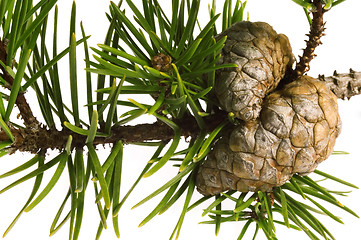 Image showing Isolated pine branch with cone