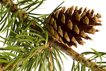 Image showing Isolated pine branch with cone