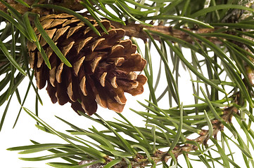 Image showing Isolated pine branch with cone