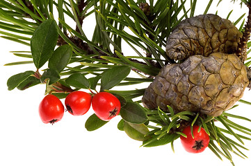 Image showing Isolated pine branch with cone. christmas