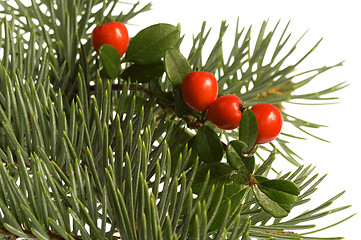 Image showing Isolated pine branch with cone. christmas