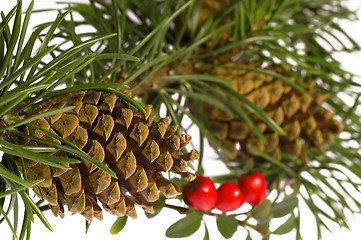 Image showing Isolated pine branch with cone. christmas