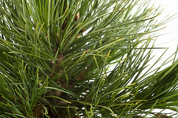 Image showing Isolated pine branch