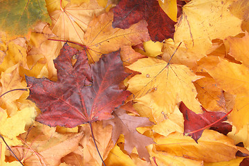 Image showing autumunal background