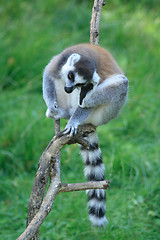 Image showing lemur monkey