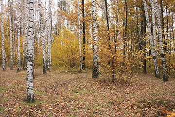 Image showing autumunal forest