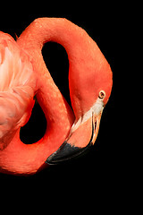 Image showing red flamingo