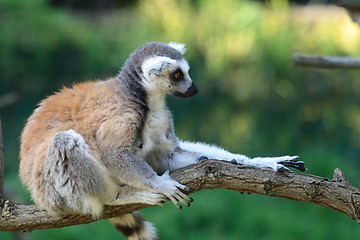 Image showing lemur monkey