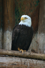 Image showing eagle