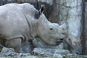 Image showing rhino