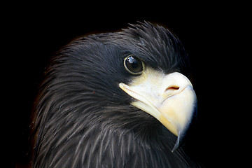 Image showing head of eagle