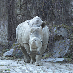 Image showing rhino